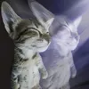 didiwz77