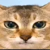 dysoundy