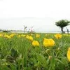 roseliselva