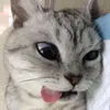 sunoopie