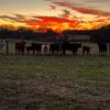 landlfamilyfarm