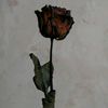 rul_rahma