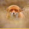 sadfox6