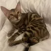 dingkeys