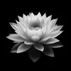 ngochangocha4
