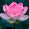 onlylove2342019