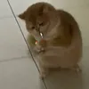 asgfhjall