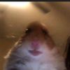 the_smallrat