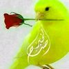 ahmedhabani0