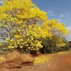 terezinhaangel