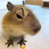 eu_capibara