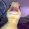 andreagar55