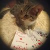 slava_terrory