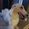 allistheborzoi