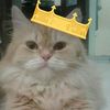machimeowmeow