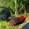 .sgamefowlsss