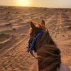 saif_mohammed530i