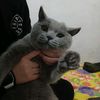vwfmlcaa