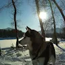 altayvillagehusky