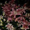 rawanb243