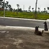 depzainangcuc