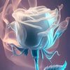 user648716976