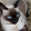ninadegato