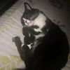armandooto