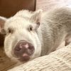 prettynpig