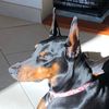 dobermom20