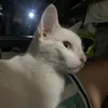 pusa_ko_meowmeow