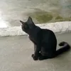 kwang_kitchai