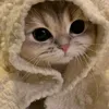 fatii__ne0