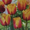 maamdouh_