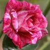 abou_ayoub2
