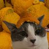ilovemochicat