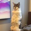 catsgoingdownhill