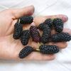 shovkovica_pendula_ua