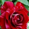 fadumaahmed64