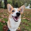 itsharperthecorgi