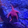 narwhalinspace