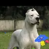 diegoalexandernaviamari0