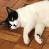 fogeluana