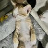 cutecat57