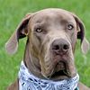 the.great.diesel.dane