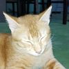 apisapit4