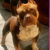 cesar2045abdon