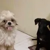 buddy091424