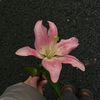 rinchsakura_