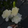 duyanh123da
